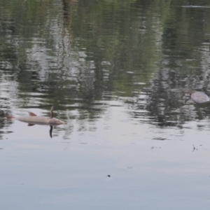 Cyprinus carpio at Giralang, ACT - 19 Jan 2020