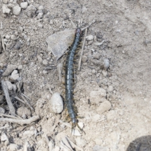 Cormocephalus sp.(genus) at Illilanga & Baroona - 26 Oct 2019