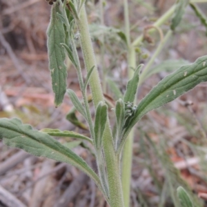 Cynoglossum australe at Tennent, ACT - 15 Dec 2019