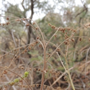 Cynoglossum australe at Tennent, ACT - 15 Dec 2019