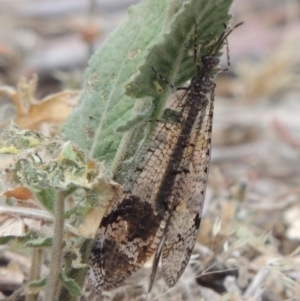 Glenoleon sp. (genus) at Tennent, ACT - 15 Dec 2019 06:30 PM