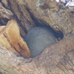 Trichosurus vulpecula (Common Brushtail Possum) at Tarraganda, NSW - 19 Jan 2020 by MatthewHiggins