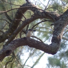 Todiramphus sanctus (Sacred Kingfisher) at Bega, NSW - 20 Jan 2020 by MatthewHiggins