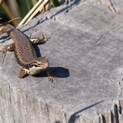 Eulamprus heatwolei (Yellow-bellied Water Skink) at Tarraganda, NSW - 20 Jan 2020 by MatthewHiggins