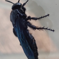 Austroscolia soror (Blue Flower Wasp) at Spence, ACT - 20 Jan 2020 by Laserchemisty