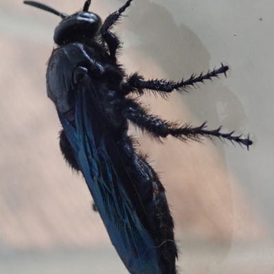 Austroscolia soror (Blue Flower Wasp) at Spence, ACT - 19 Jan 2020 by Laserchemisty