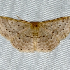 Idaea philocosma (Flecked Wave) at Rosedale, NSW - 16 Nov 2019 by jbromilow50