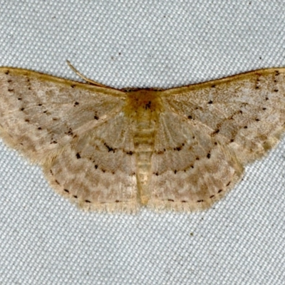 Idaea philocosma (Flecked Wave) at Rosedale, NSW - 16 Nov 2019 by jbromilow50