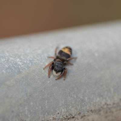 Apricia jovialis (Jovial jumping spider) at Wamboin, NSW - 28 Dec 2019 by natureguy