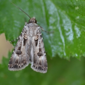 Agrotis munda at Wamboin, NSW - 28 Dec 2019