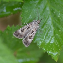 Agrotis munda at Wamboin, NSW - 28 Dec 2019 12:33 PM