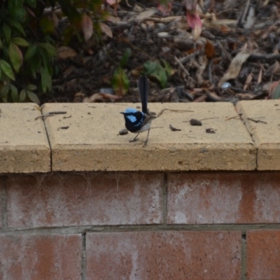 Malurus cyaneus (Superb Fairywren) at Wamboin, NSW - 28 Dec 2019 by natureguy