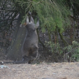 Wallabia bicolor at Wamboin, NSW - 30 Dec 2019