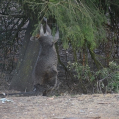 Wallabia bicolor (Swamp Wallaby) at Wamboin, NSW - 29 Dec 2019 by natureguy