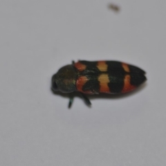 Castiarina sexplagiata (Jewel beetle) at Wamboin, NSW - 30 Dec 2019 by natureguy