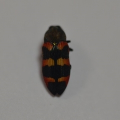 Castiarina sexplagiata at Wamboin, NSW - 31 Dec 2019