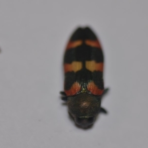 Castiarina sexplagiata at Wamboin, NSW - 31 Dec 2019