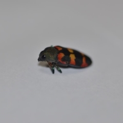 Castiarina sexplagiata at Wamboin, NSW - 31 Dec 2019