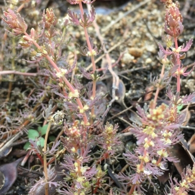 Myriophyllum verrucosum (Red Water-milfoil) at Paddys River, ACT - 20 Jan 2020 by JaneR