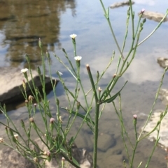 Symphyotrichum subulatum (Wild Aster, Bushy Starwort) at Molonglo River Reserve - 19 Jan 2020 by JaneR