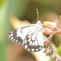 Belenois java (Caper White) at Wamboin, NSW - 31 Dec 2019 by natureguy
