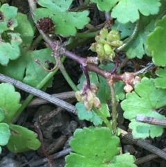 Hydrocotyle sibthorpioides (A Pennywort) at Molonglo River Reserve - 19 Jan 2020 by JaneR