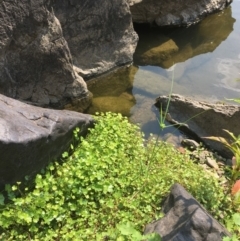 Hydrocotyle sibthorpioides at Molonglo River Reserve - 19 Jan 2020