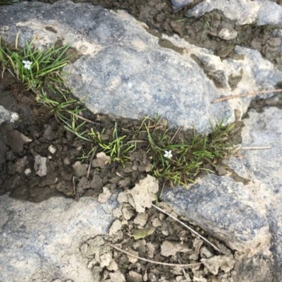 Limosella australis (Austral Mudwort) at Molonglo River Reserve - 19 Jan 2020 by JaneR