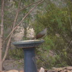 Ptilonorhynchus violaceus at Wamboin, NSW - 31 Dec 2019