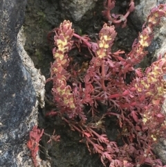 Myriophyllum verrucosum (Red Water-milfoil) at Molonglo Valley, ACT - 19 Jan 2020 by JaneR