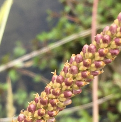 Plantago major (Greater Plantain) at Molonglo River Reserve - 19 Jan 2020 by JaneR