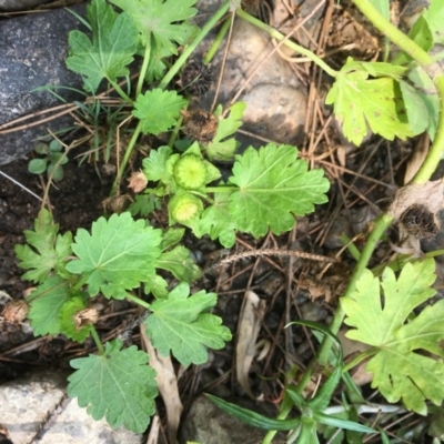 Modiola caroliniana (Red-flowered Mallow) at Molonglo River Reserve - 19 Jan 2020 by JaneR