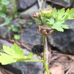 Modiola caroliniana at Molonglo River Reserve - 19 Jan 2020