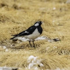 Grallina cyanoleuca (Magpie-lark) at Acton, ACT - 12 Jan 2020 by JonSteinbeck