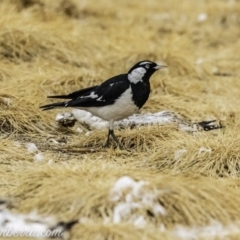 Grallina cyanoleuca at Acton, ACT - 12 Jan 2020