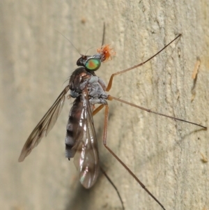 Dolichopodidae (family) at Hackett, ACT - 16 Jan 2020 09:16 AM