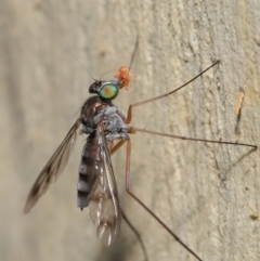 Dolichopodidae (family) at Hackett, ACT - 16 Jan 2020 09:16 AM