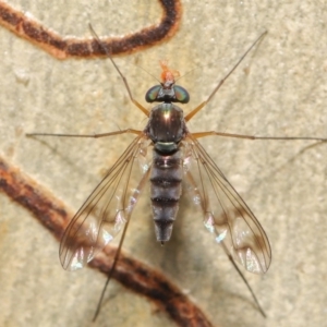 Dolichopodidae (family) at Hackett, ACT - 16 Jan 2020 09:16 AM