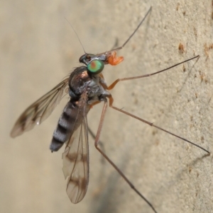 Dolichopodidae (family) at Hackett, ACT - 16 Jan 2020 09:16 AM