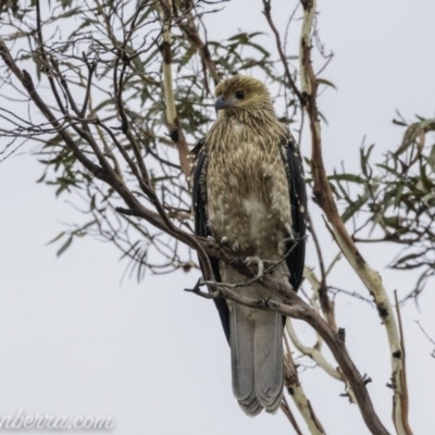 Haliastur sphenurus (Whistling Kite) at Acton, ACT - 11 Jan 2020 by BIrdsinCanberra