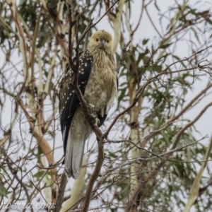 Haliastur sphenurus at Acton, ACT - 12 Jan 2020