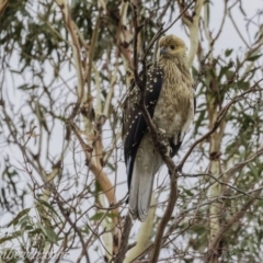 Haliastur sphenurus at Acton, ACT - 12 Jan 2020