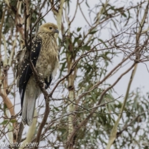 Haliastur sphenurus at Acton, ACT - 12 Jan 2020