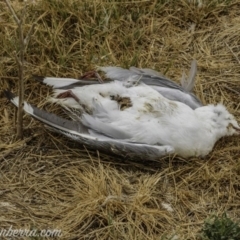 Haliastur sphenurus at Acton, ACT - 12 Jan 2020