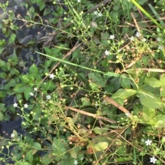 Samolus valerandi (Brookweed) at Molonglo River Reserve - 19 Jan 2020 by JaneR