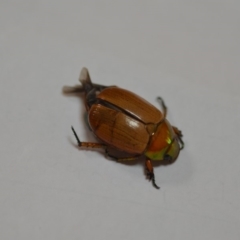 Anoplognathus brunnipennis (Green-tailed Christmas beetle) at Wamboin, NSW - 1 Jan 2020 by natureguy