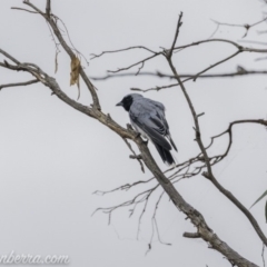 Coracina novaehollandiae (Black-faced Cuckooshrike) at Acton, ACT - 12 Jan 2020 by JonSteinbeck