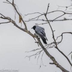 Coracina novaehollandiae (Black-faced Cuckooshrike) at Acton, ACT - 11 Jan 2020 by BIrdsinCanberra