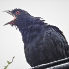 Eudynamys orientalis (Pacific Koel) at Wanniassa, ACT - 20 Jan 2020 by JohnBundock