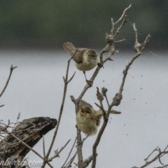 Acrocephalus australis (Australian Reed-Warbler) at Acton, ACT - 12 Jan 2020 by JonSteinbeck